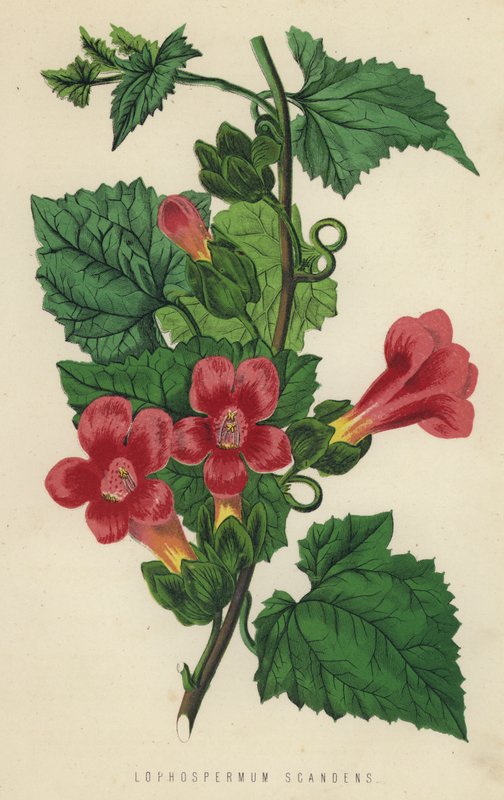 Lophospermum Scandens (chromolit) od English School