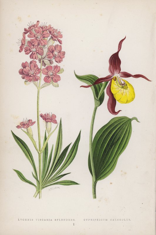 Lychnis Viscaria Splendens; pantofle (barva litho) od English School