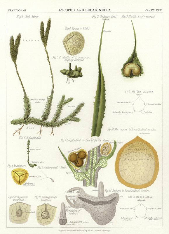 Lycopod a Selaginella od English School