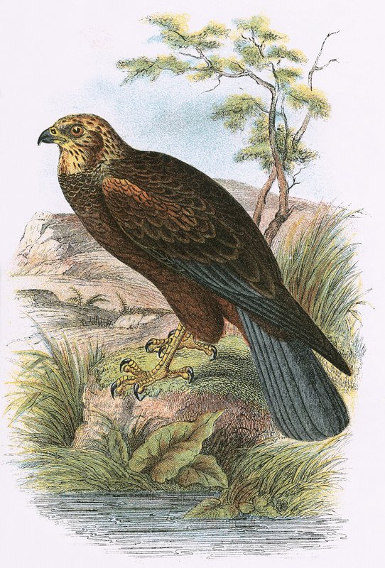 Marsh Harrier od English School