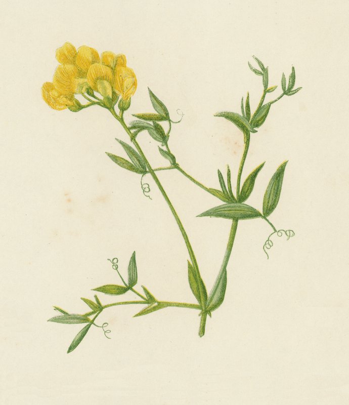 Vetching luční, Lathyrus Pratensis (barva lito) od English School