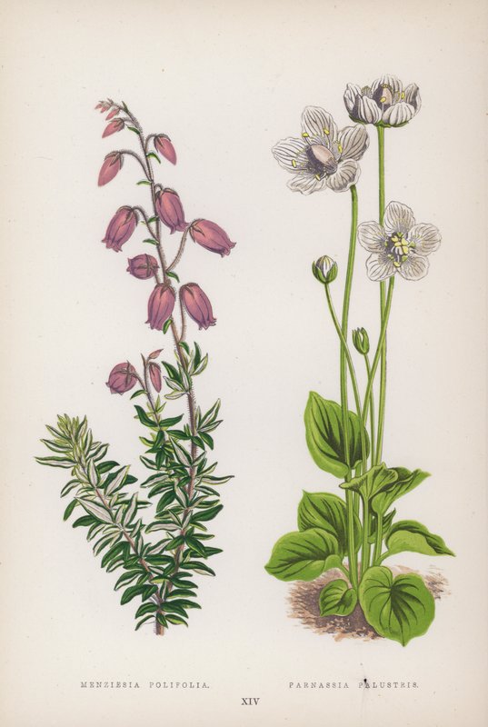 Menziesia Polifolia; Parnassia Palustris (barevné lito) od English School
