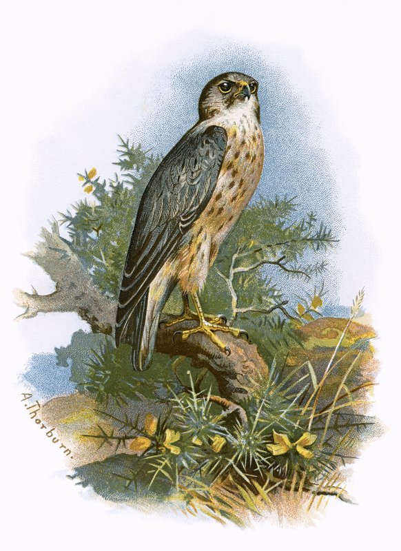 Merlin od English School