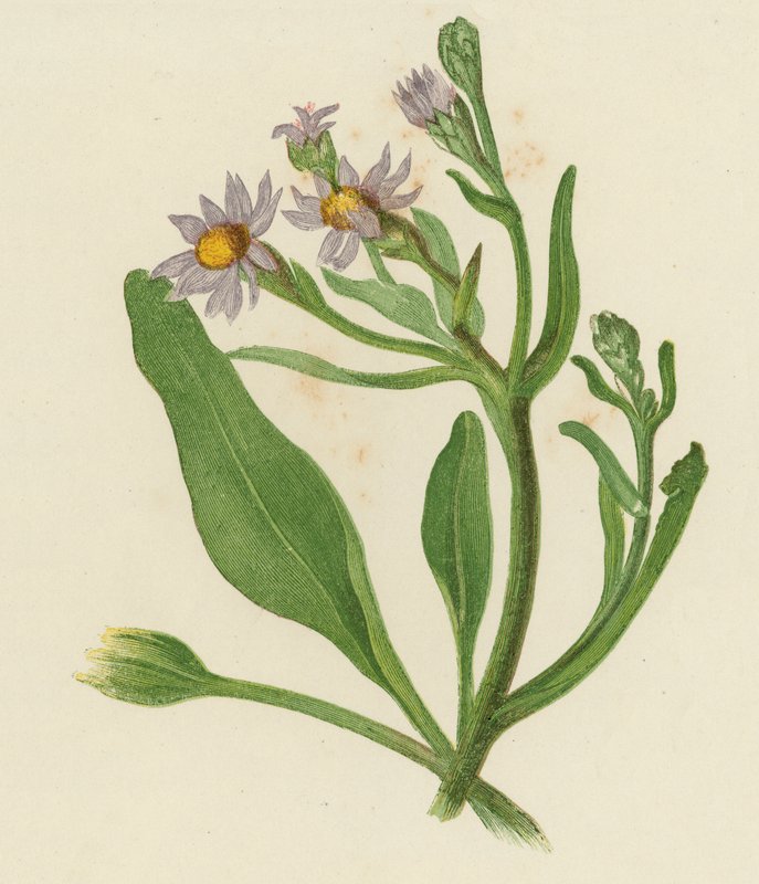 Michaelmas Daisy, Aster Tripolium (barevné lito) od English School