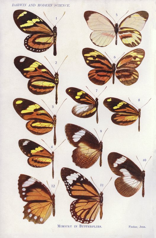 Mimikry v motýlech (barva litho) od English School