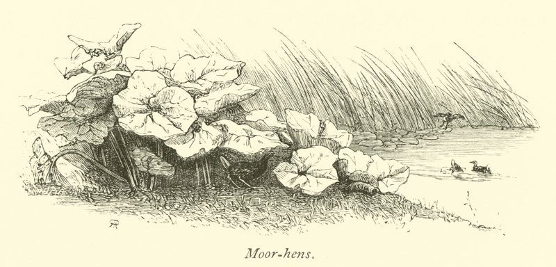 Moor-slepice od English School