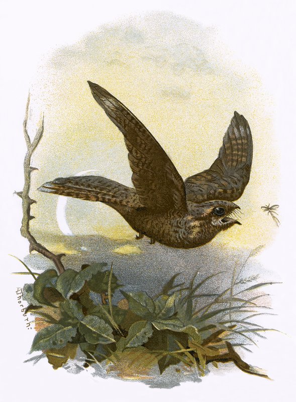 Nightjar od English School