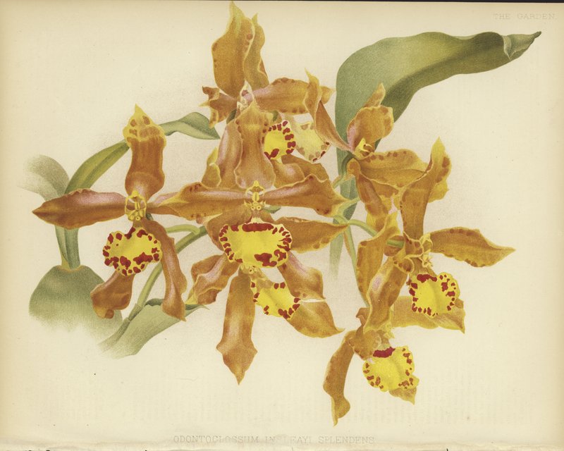 Odontoglossum insleayi splendens od English School
