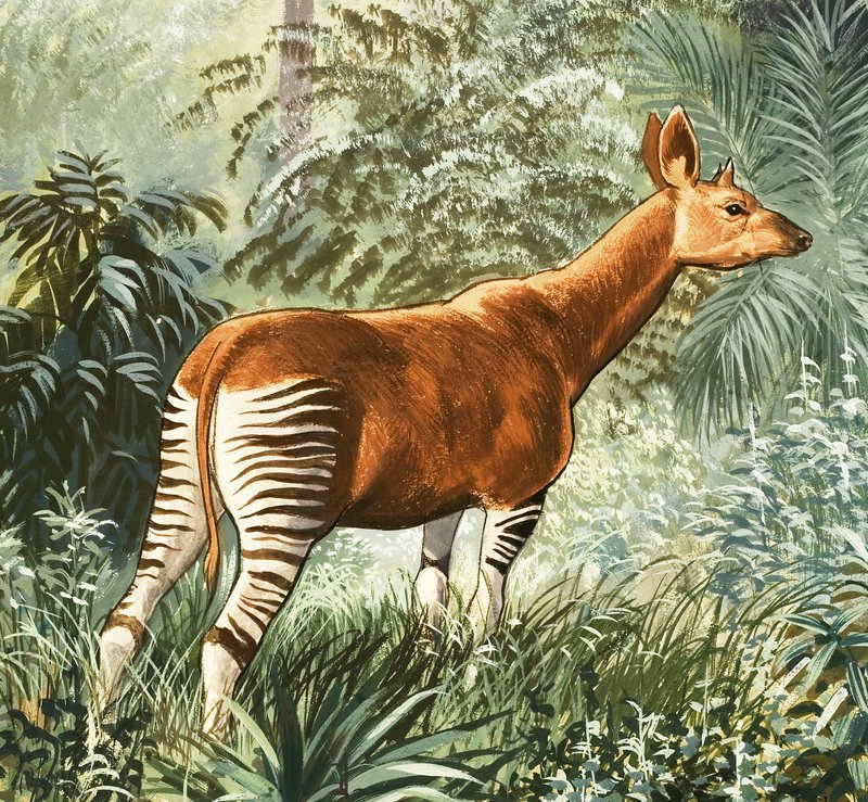 Okapi od English School