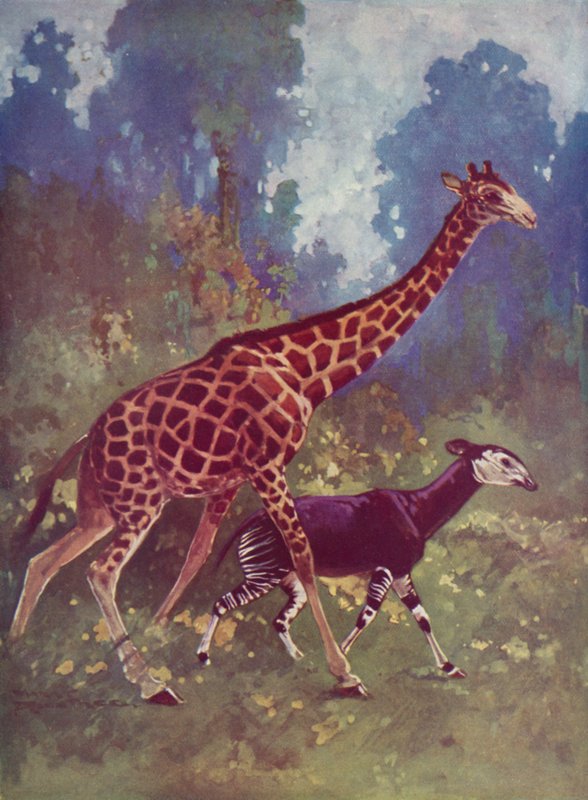 Okapi a žirafa od English School
