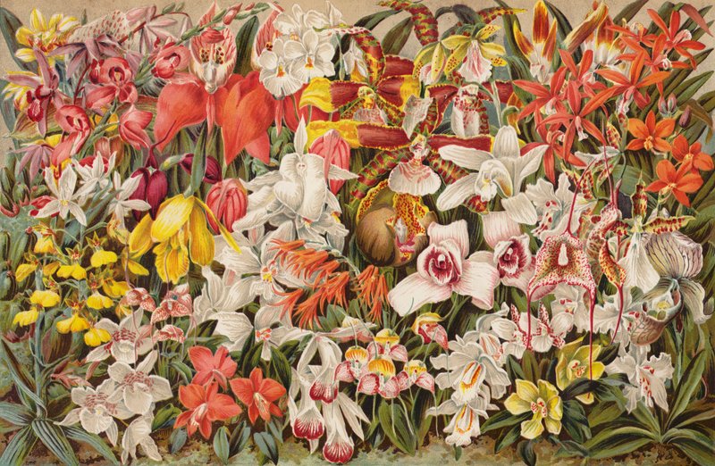 Orchidejový dům (chromolitho) od English School
