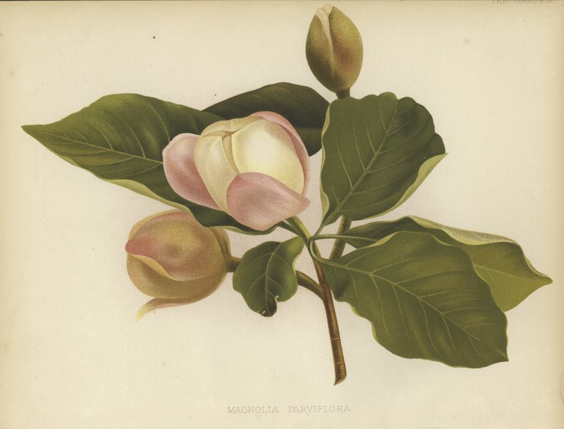 Oyama Magnolia od English School