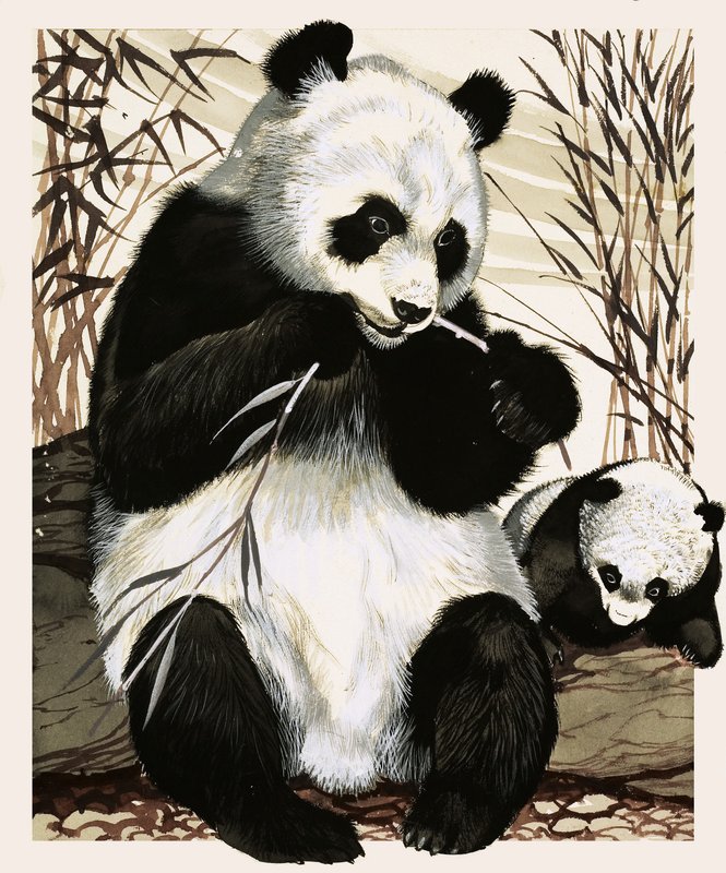 Panda a mládě od English School