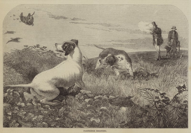 Partridge Shooting (rytina) od English School