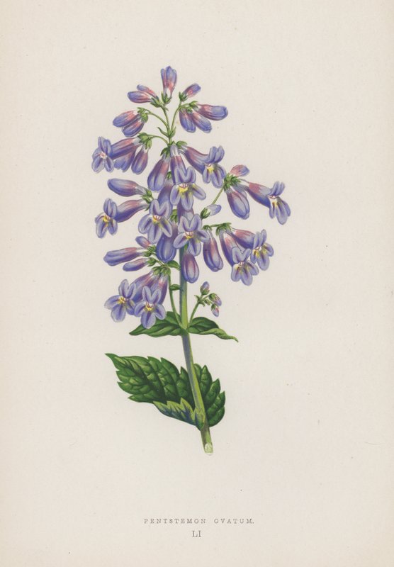 Pentstemon Ovatum (barevná litografie) od English School