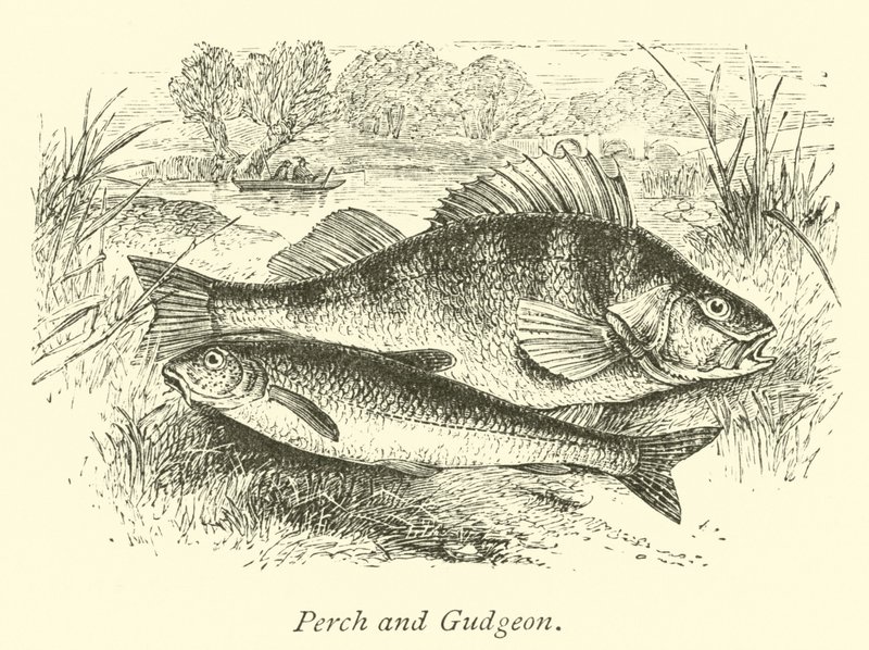 Okoun a Gudgeon od English School
