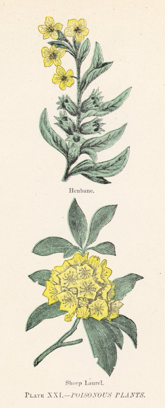 Jedovaté rostliny (barva litho) od English School