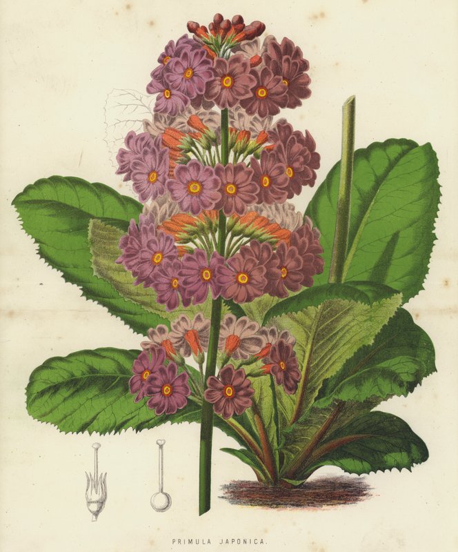 Primula japonská (chromolitho) od English School
