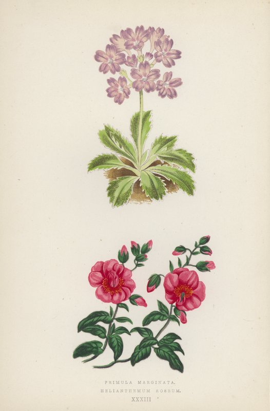 Primula Marginata; Helianthemum Roseum (barva lito) od English School