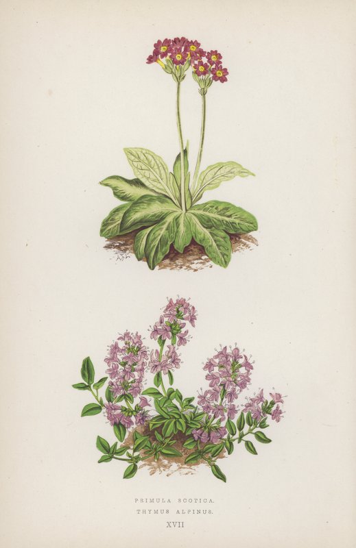 Primula Scotica; Thymus Alpinus (barevná litografie) od English School