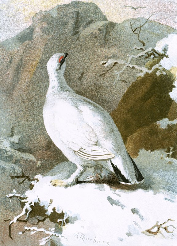 Ptarmigan od English School