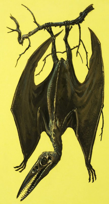 Pterodactylus od English School