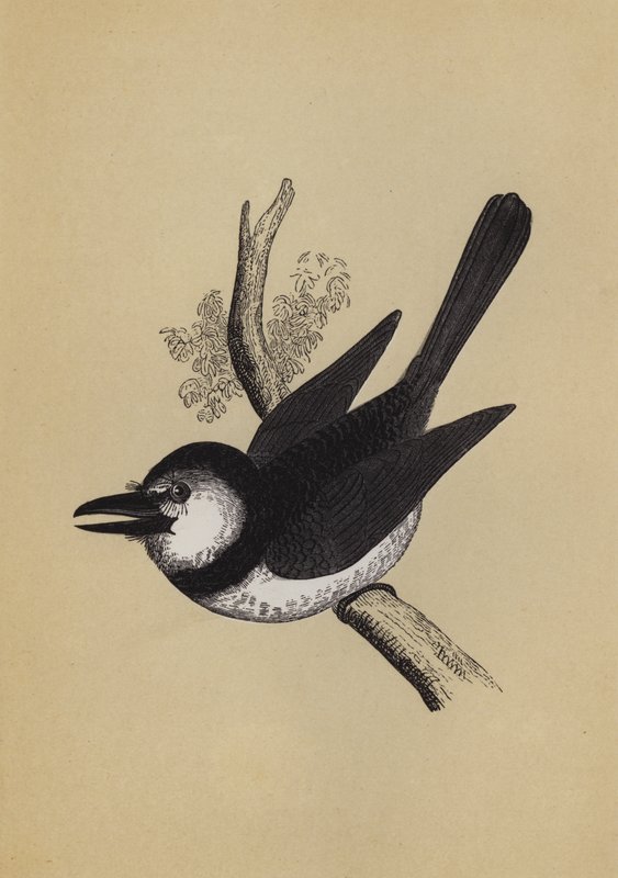 Puff Bird (barva lito) od English School