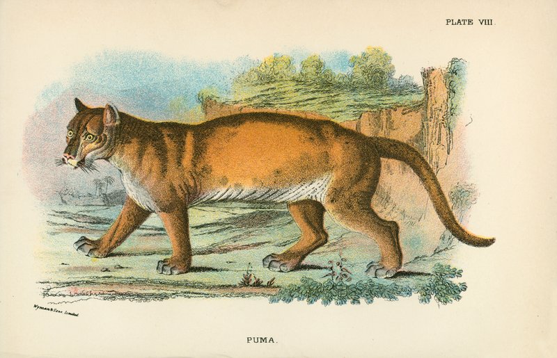 Puma od English School