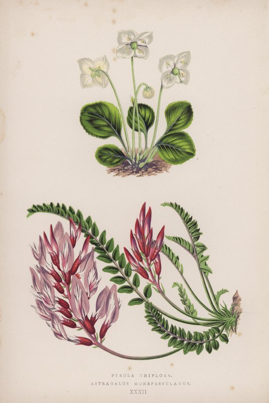 Pyrola Uniflora; Astragalus Monspessulanus (barevná litografie) od English School