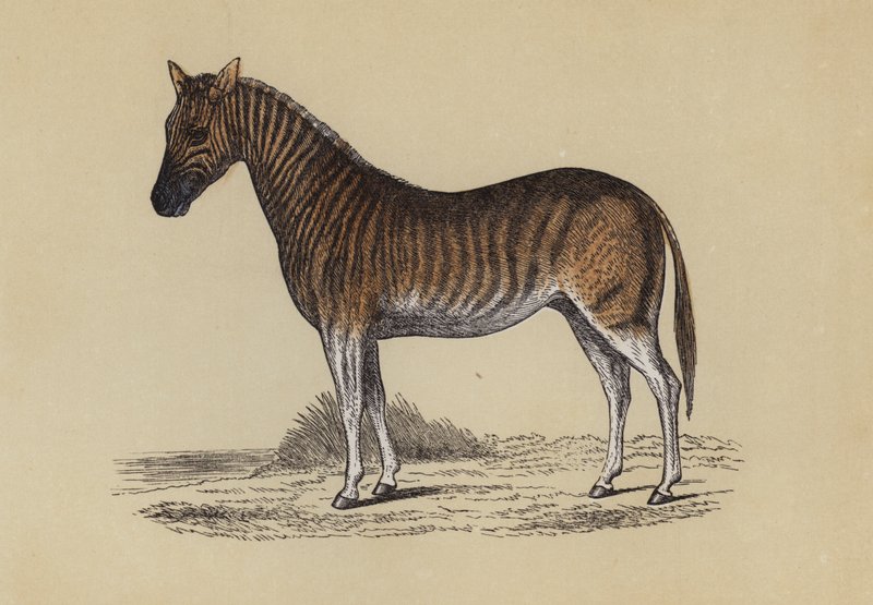 Quagga (barevné lito) od English School