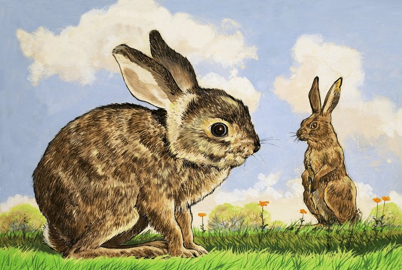 Rabbitis od English School