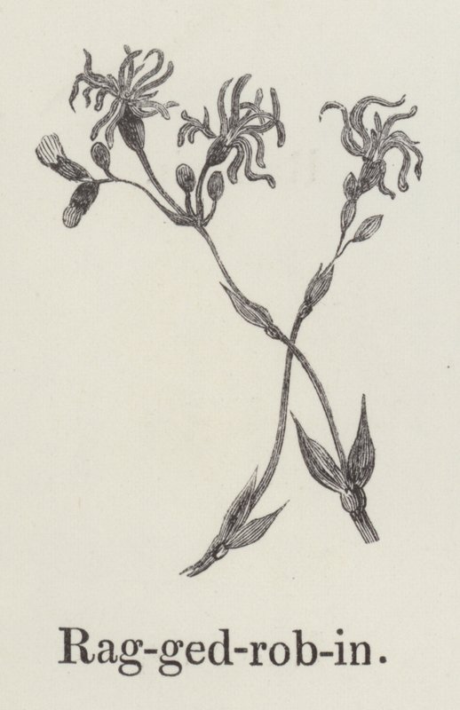 Ragged Robin (rytina) od English School