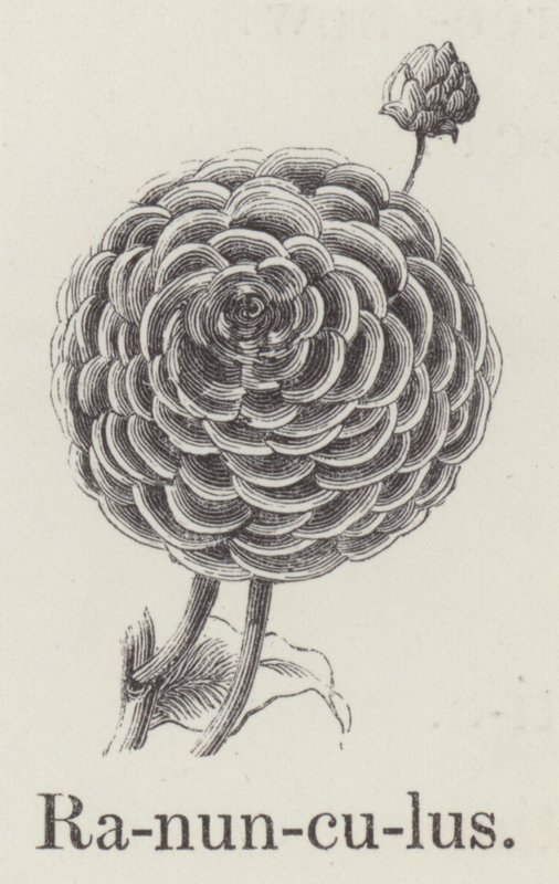 Ranunculus (rytina) od English School