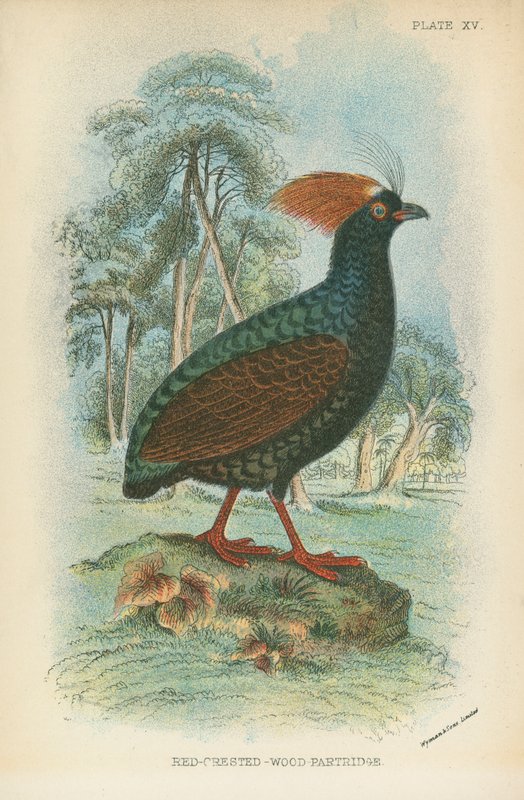 Červená-Crested-Wood-Partridge od English School