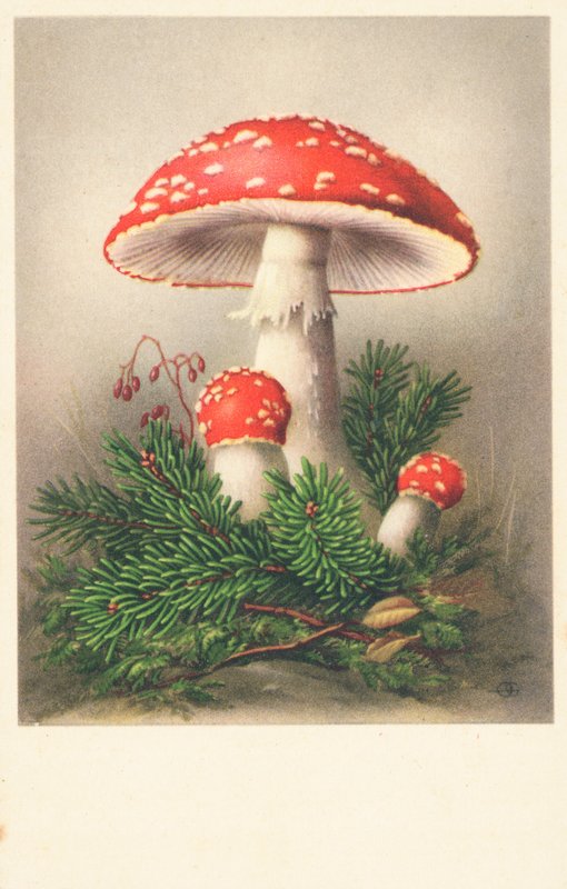Muchomůrky rudé od English School