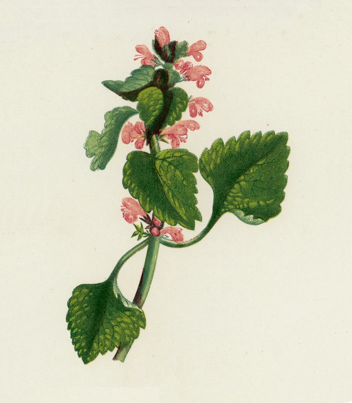 Červená mrtvá kopřiva, Lamium purpureum (barevná litografie) od English School