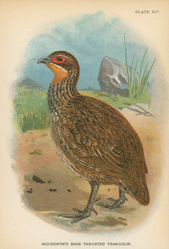 Reichenowův Bare-Throated Francolin od English School