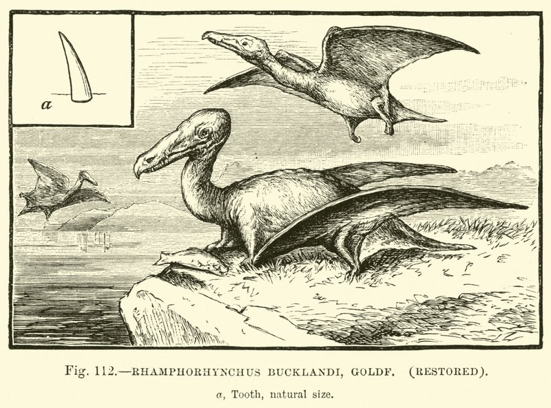 Rhamphorhynchus Bucklandi, Goldf, restaurováno od English School