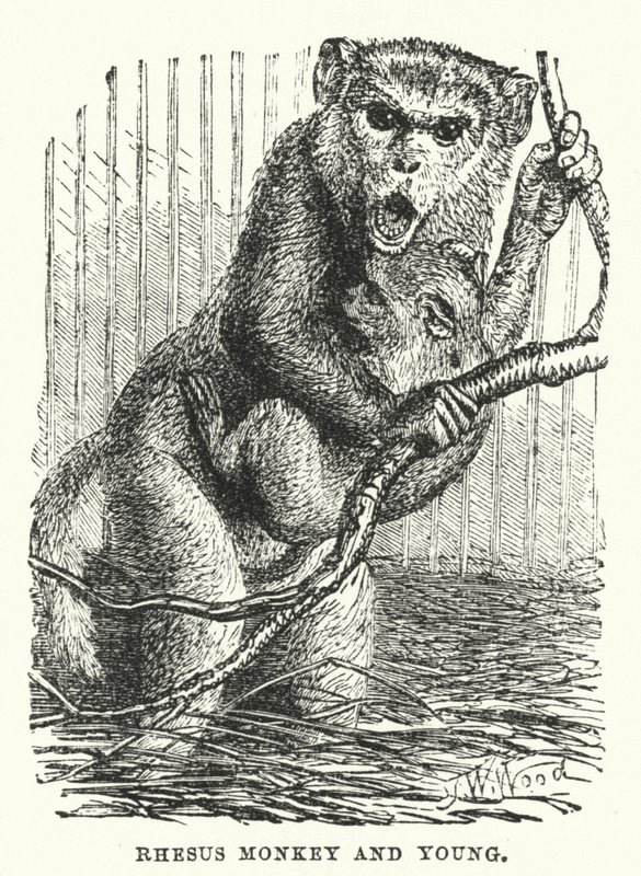 Opice rhesus a mládě (rytina) od English School