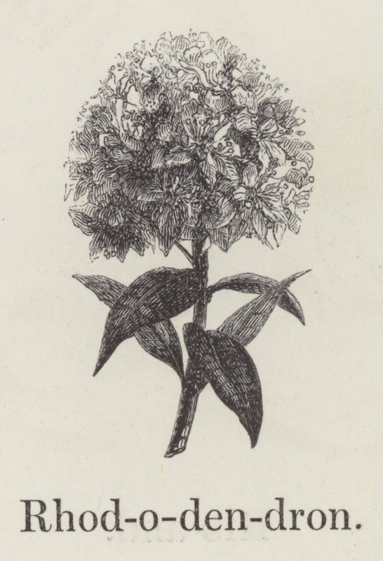 Rhododendron (rytina) od English School
