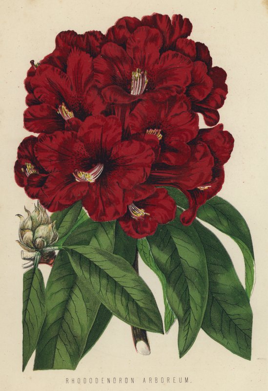 Arboreum rododendronů od English School