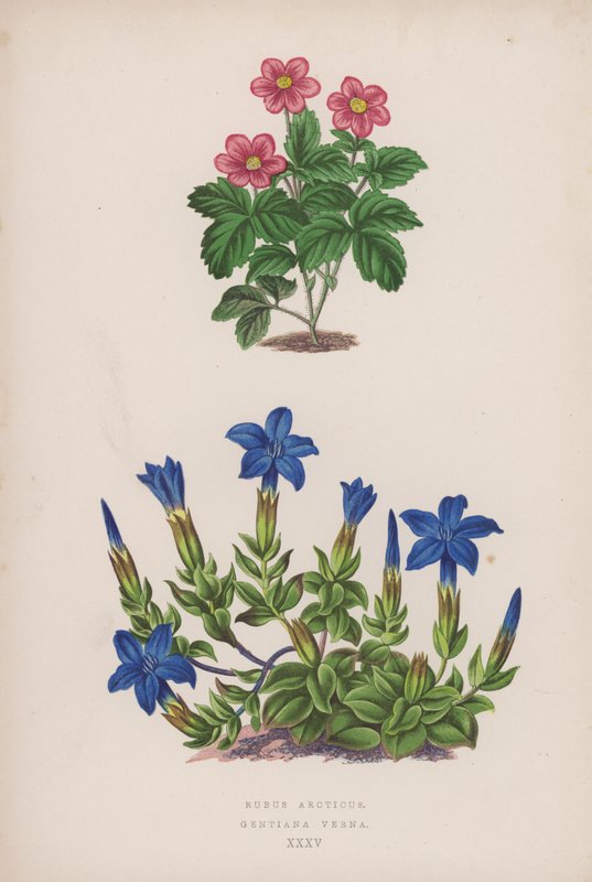 Rubus Arcticus; Gentiana Verna (barevná lito) od English School