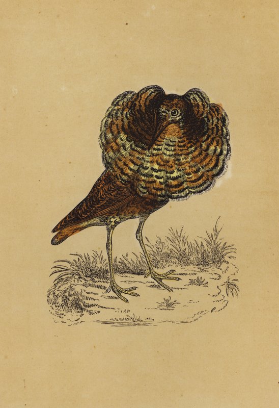 Ruff (barevná litografie) od English School