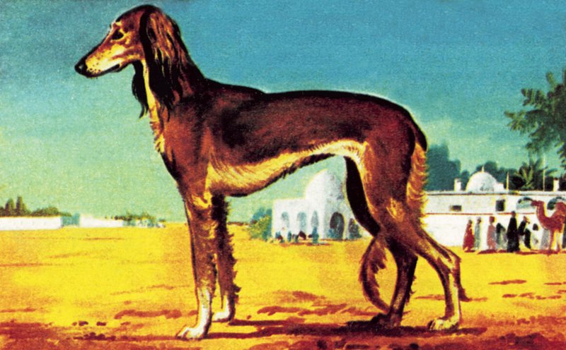 saluki od English School