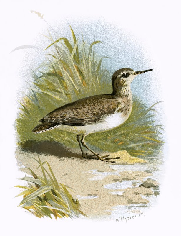 Sandpiper od English School