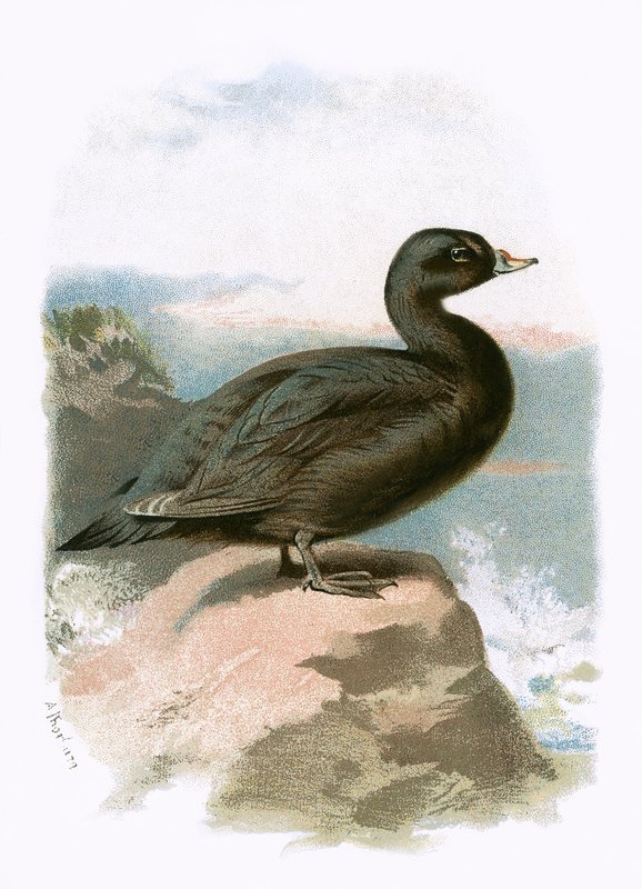 Scoter od English School