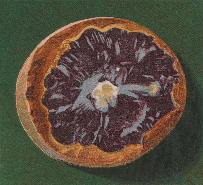 Přímořský oblázek (barevná litografie) od English School