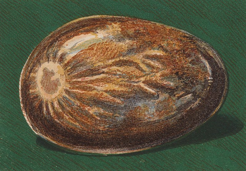Přímořský oblázek (barevná litografie) od English School