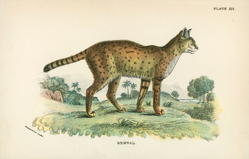 Serval od English School