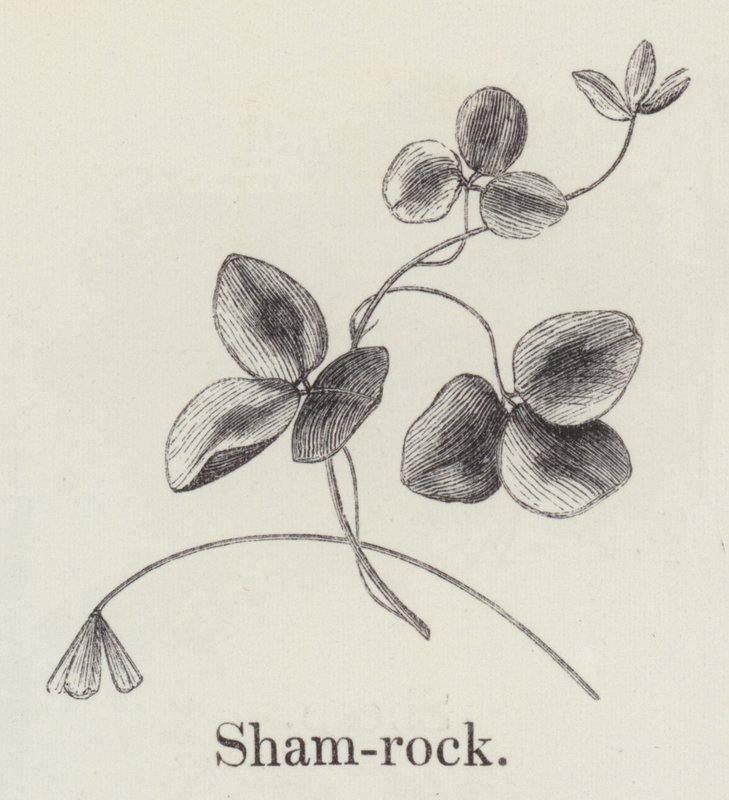 Shamrock (rytina) od English School
